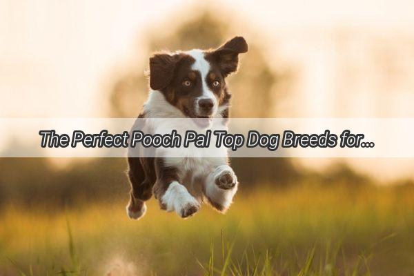 The Perfect Pooch Pal Top Dog Breeds for Solo Living Ladies